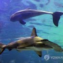 고래와인어 이미지