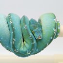 스튜디오미니테일 이미지