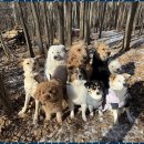 굿데이독 케어센터 | 애견유치원 굿데이독 반려견 케어센터 안내해드려요