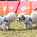 멍토피아 이미지