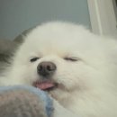 9월의 소원 동물병원 이미지
