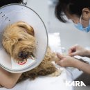 달봉이네 이미지