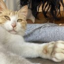 맘스주막 이미지