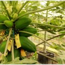 그린청과 이미지