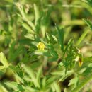 젓가락나물 Ranunculus chinensis Bunge(미나리아재비과 미나리아재비속) 이미지