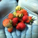 기형농장 이미지