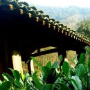 엽차엽차 이미지