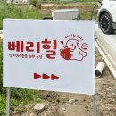 베리힐 이미지