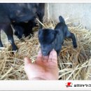 실로암2농장 이미지