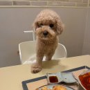 롯데애견 이미지