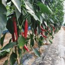 빨간고추 이미지