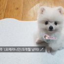 조양래 동물의료센터 이미지