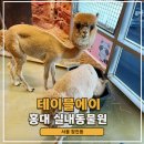 가보자빌딩 | 마포 가볼만한 곳 빌딩 전체가 실내동물원 테이블에이 홍대 가격 주차 아이와 후기