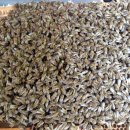 대벌농장 이미지