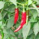 송풍방앗간 이미지