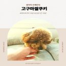 수제쌀 간식 만들기 이미지