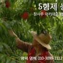 바다 오형제 2호의 복숭아 농원 / 복숭아 특가 판매 이미지