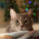 고덕 동물의료센터 이미지