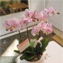 경기화분