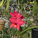 Laelia Dorothy Elliot 'Red Hot' (C.Psychex L. anceps ) 이미지