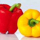 도그리니 이미지