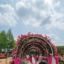 2025. 05. 22. 제 159차 전남 곡성 장미축제 이미지