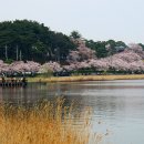 강릉 경포대 벚꽃 축제 이미지