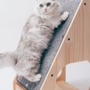 멍해묘해 이미지