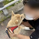 견생냥품 무인24시 충주호암점 이미지