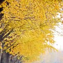 곡교천 은행나무길 이미지