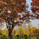 평촌중앙공원 이미지