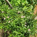 석문농장 이미지