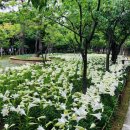 서구문화회관 주차장 이미지