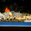 오스테오인 이미지