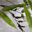 한농농약사 이미지