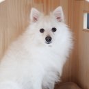 강아지집 이미지