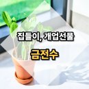 돈나무 | 개업 축하 화분 선물 고민이라면 금전수 돈나무 배달 후기 확인하세요