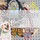 [완전추천꿀템] 끊어지지않는 대형견 목걸이인식표, 바니부 Baniboo