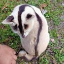 Thai cat 이미지