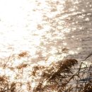 탄금호의 아침 이미지