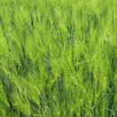 보리&보리 이미지