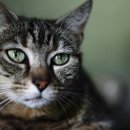 (주)휴벳 이미지