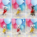 멍뭉이발소 이미지