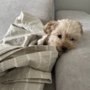 커몽커몽펫 이미지