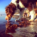 행복한강아지 이미지