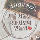 베스트씨앤이 | [주간일기22] 강아지보약만들기, 가을 서울숲