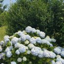 산정 낚시터 | 통영 연화도 우도 수국 트레킹 후기