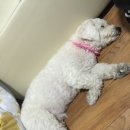 봉 동물병원 이미지