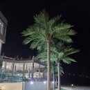 포항시북구58 | [포항카페] 화진해수욕장 신상 대형카페 아우로라 AURORA 내돈내산 방문후기 주차