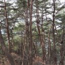 낭천산림욕장 Daum카페